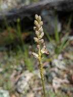 Image of Klamath rushlily