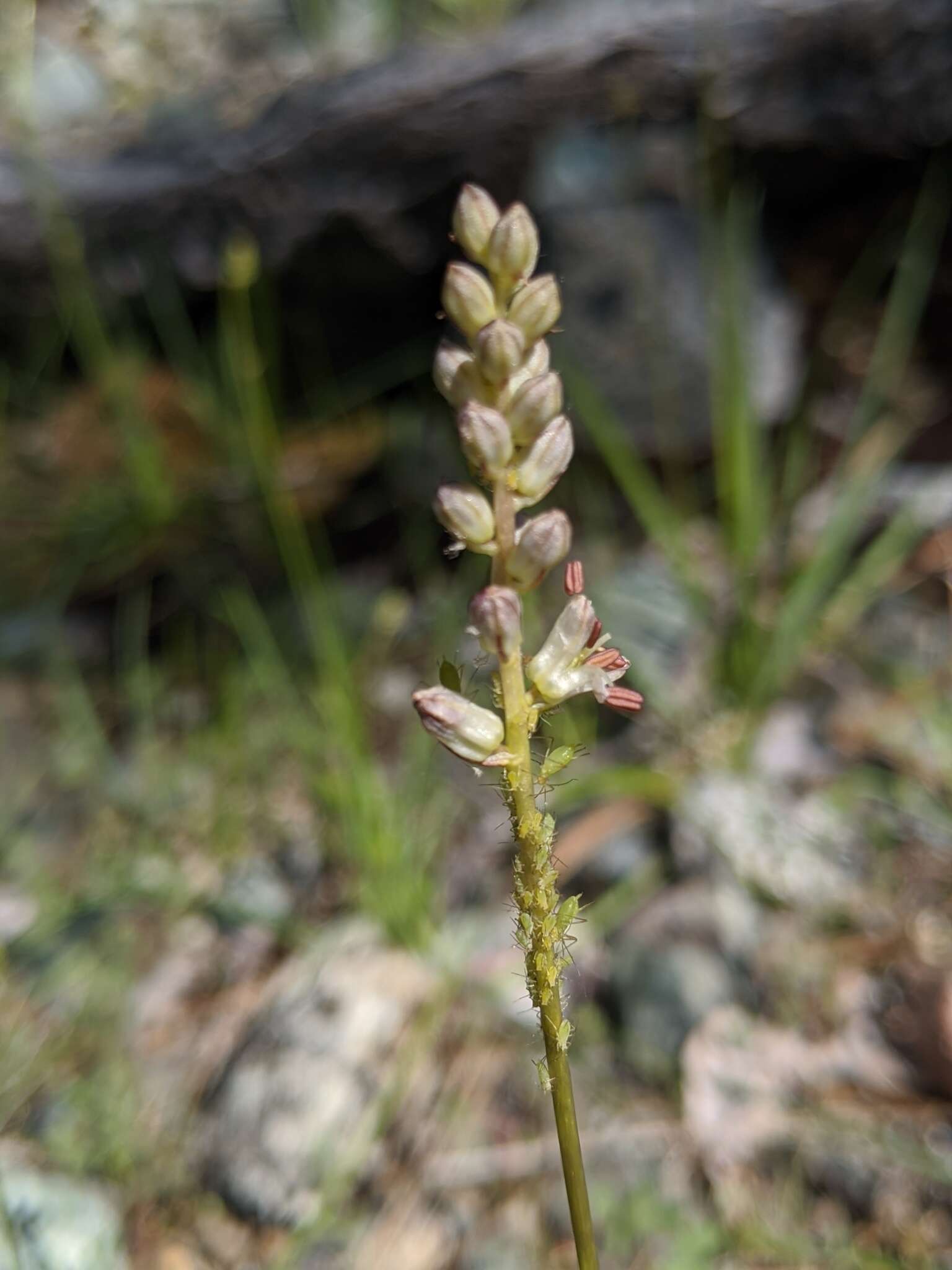 Image of Klamath rushlily