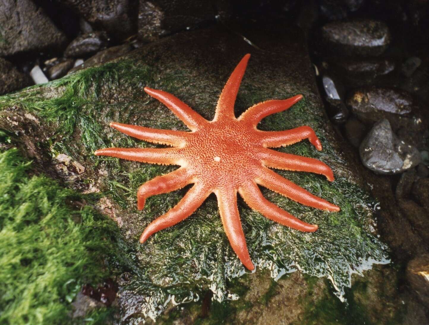 Image of Morning sun star