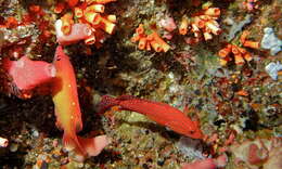 Image of Coral Hind