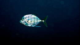 Image of African Pompano