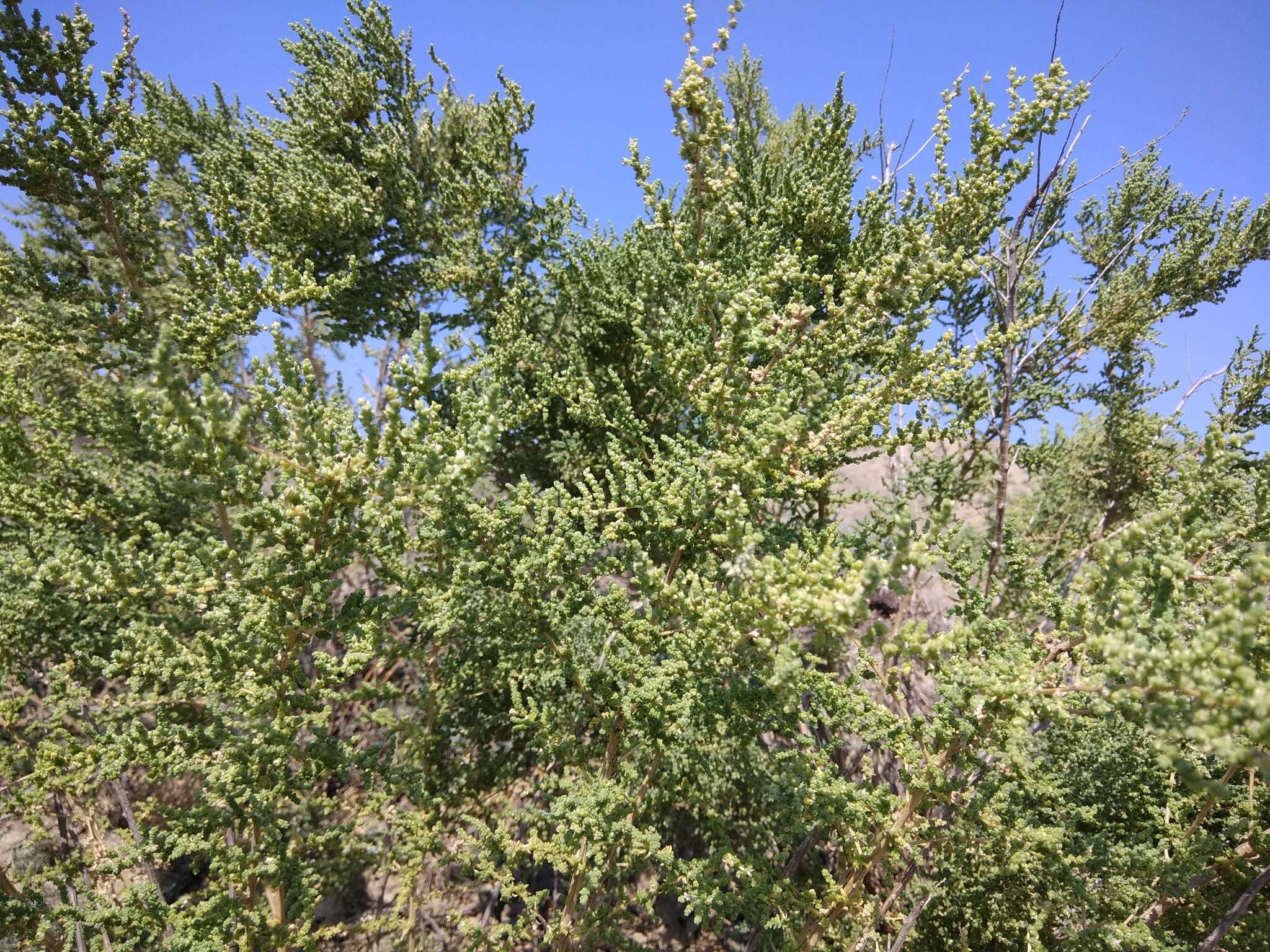 Nitrosalsola dendroides (Pall.) Theodorova resmi