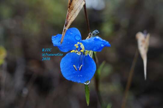 Image of commelina