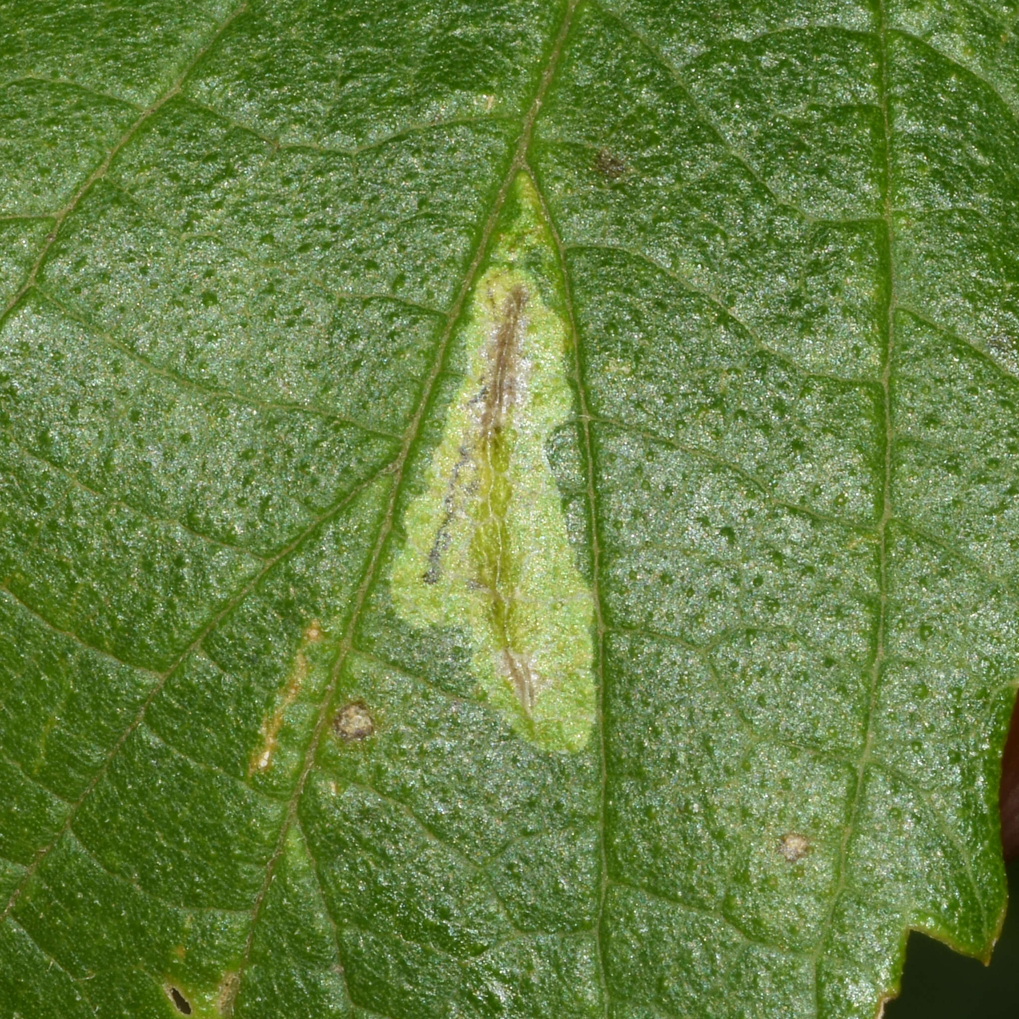 Image of Phyllonorycter celtisella (Chambers 1871)