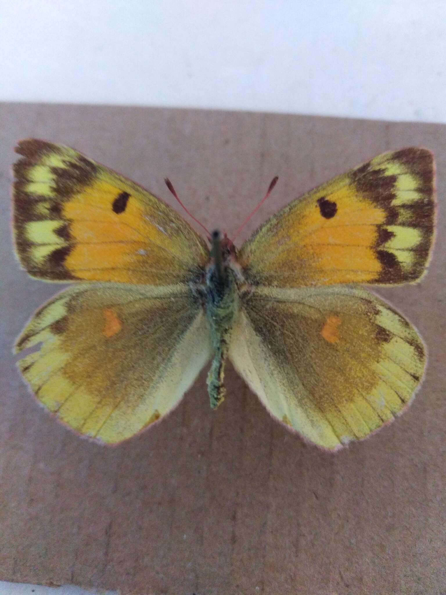 Image of Colias chrysotheme (Esper 1777)