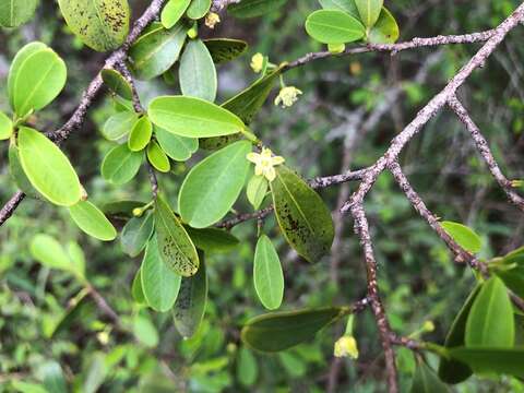 Image of Erythroxylum australe F. Müll.