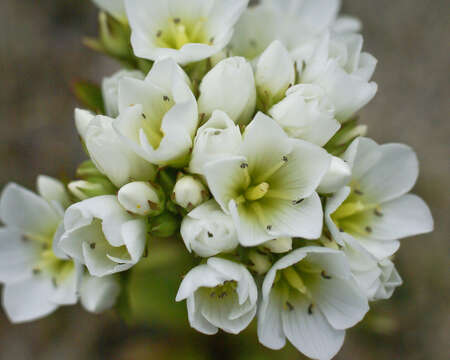 صورة Gentianella corymbifera (T. Kirk) Holub