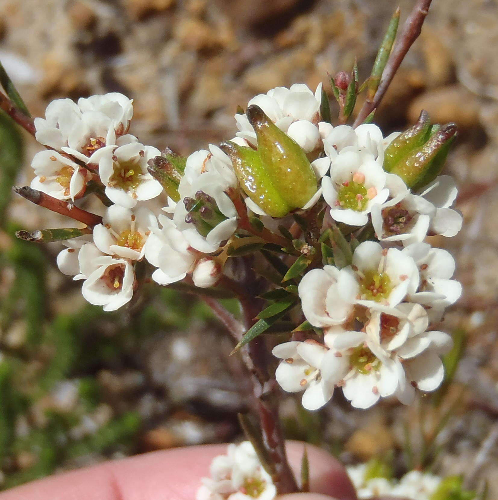 Image of Diosma hirsuta L.