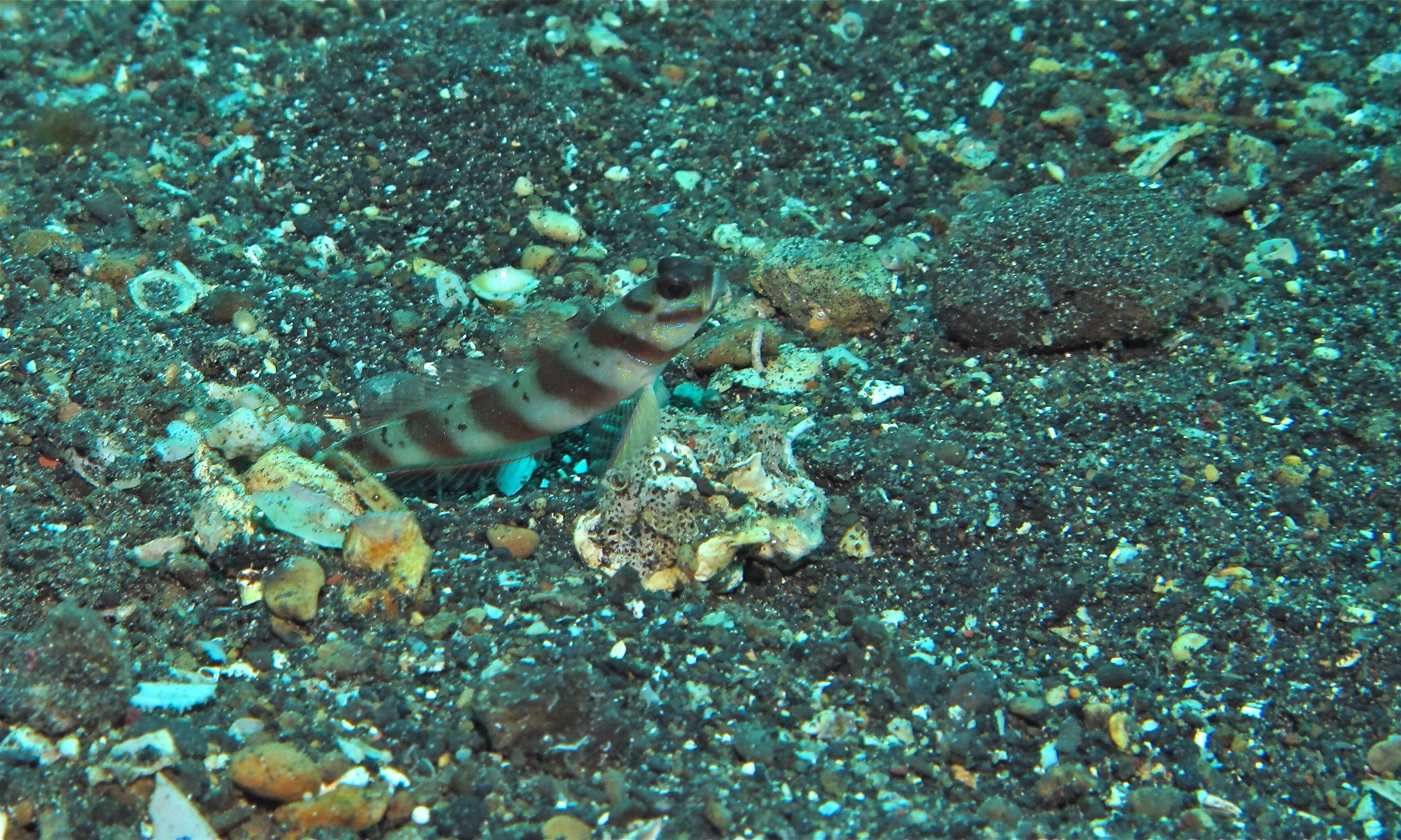 Image of Prawn-goby prawngoby shrimp-goby