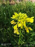 Image of Cyprus-vetch