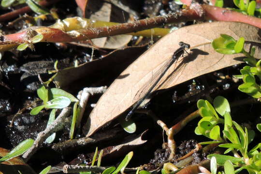 Image of Purple Bluet