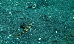 Image of Prawn-goby prawngoby shrimp-goby