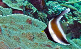 Image of Horned Bannerfish