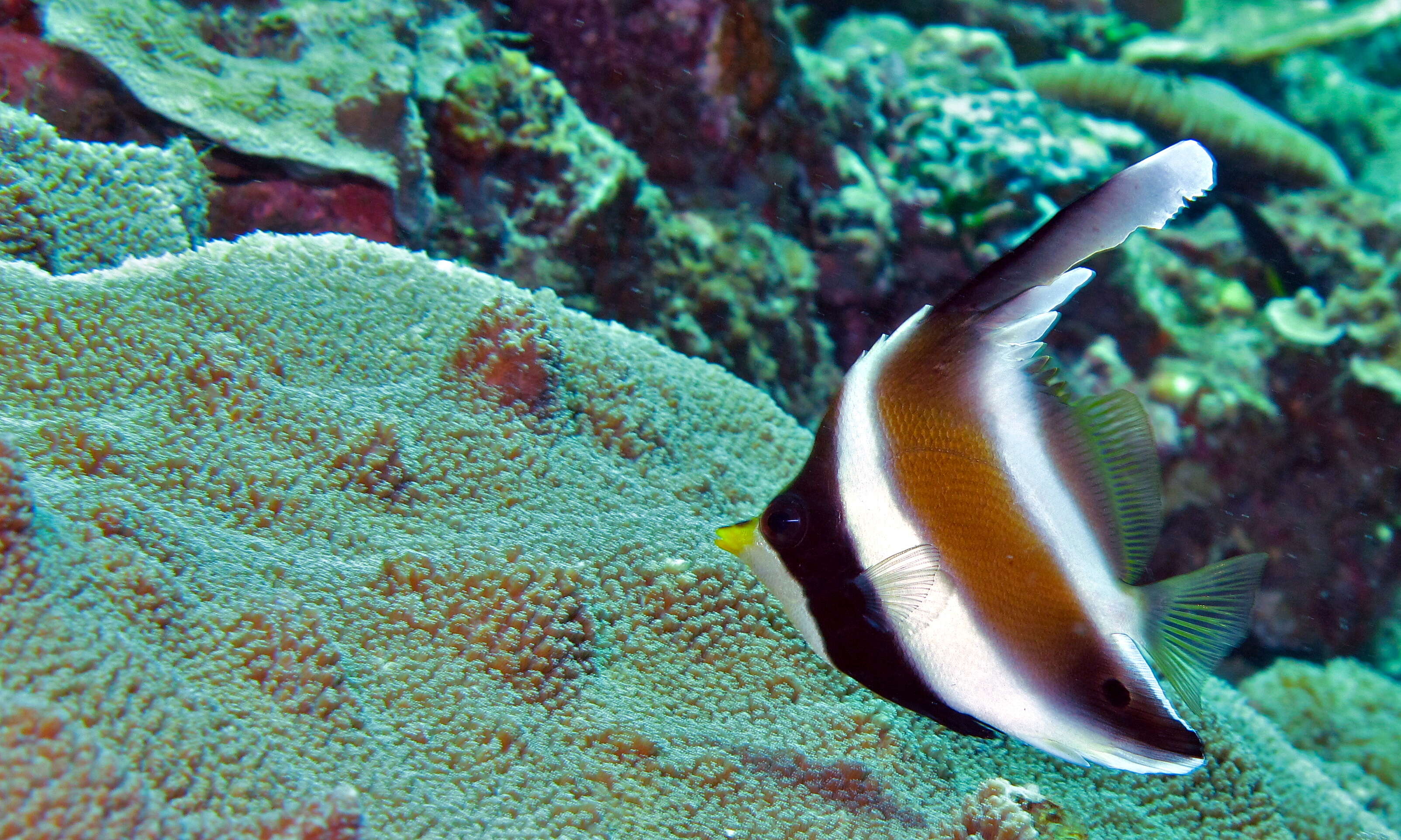 Image of Horned Bannerfish