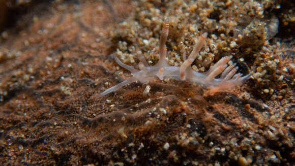 Image of Beautiful red-ring pastel slug