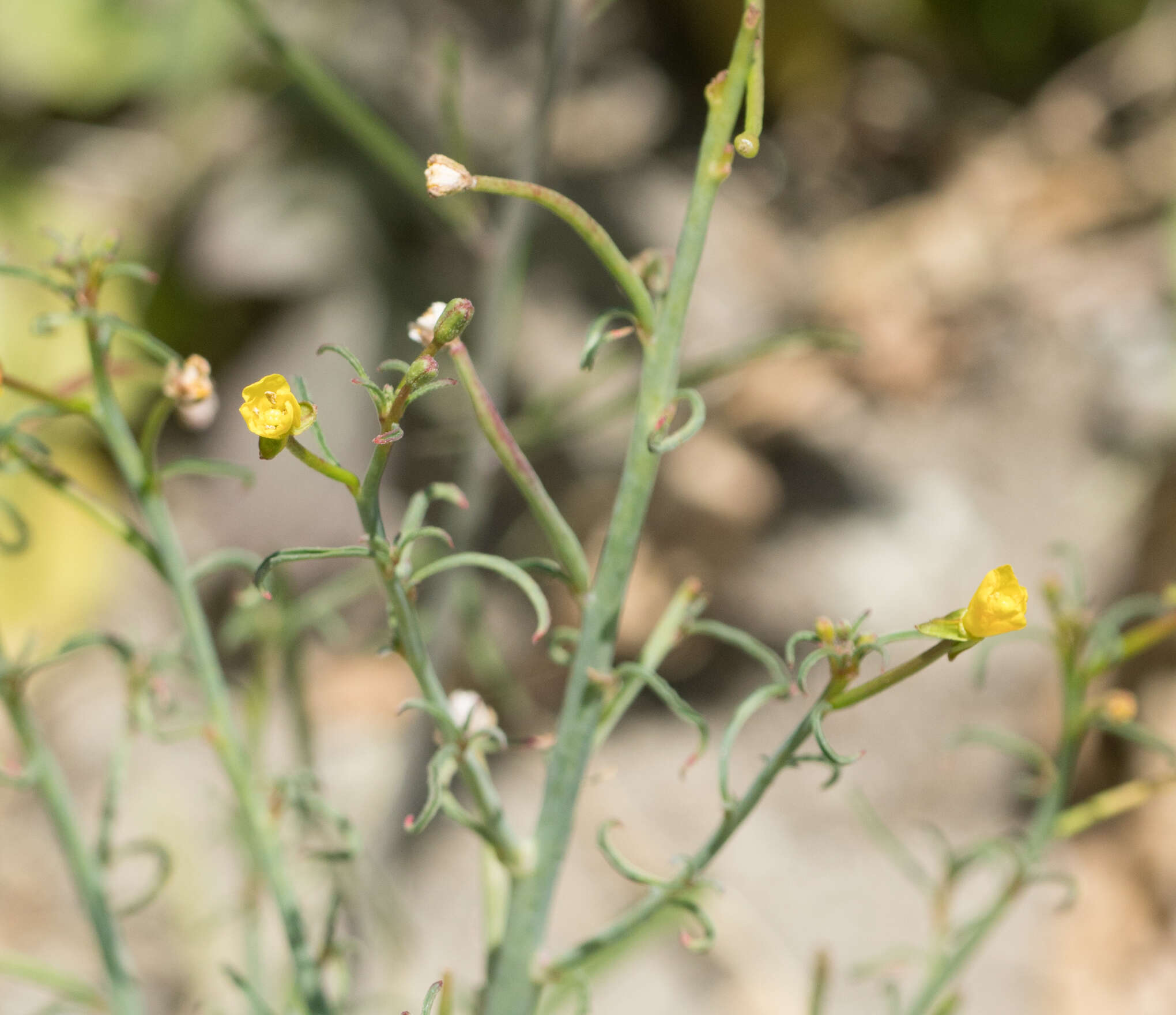 Image of California suncup