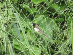 Image of Yellow-bellied Seedeater