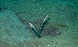 Image of Ambanoro shrimpgoby