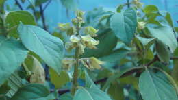 Image of sweet basil