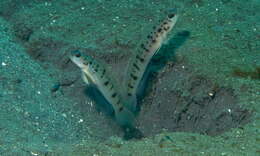 Image of Ambanoro shrimpgoby