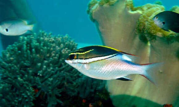 Image of two-lined monocle bream