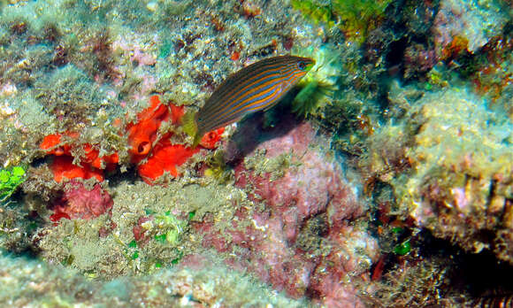 Image of Hoeven's wrasse