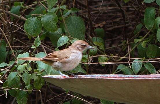 Image of Terrestrial Brownbul