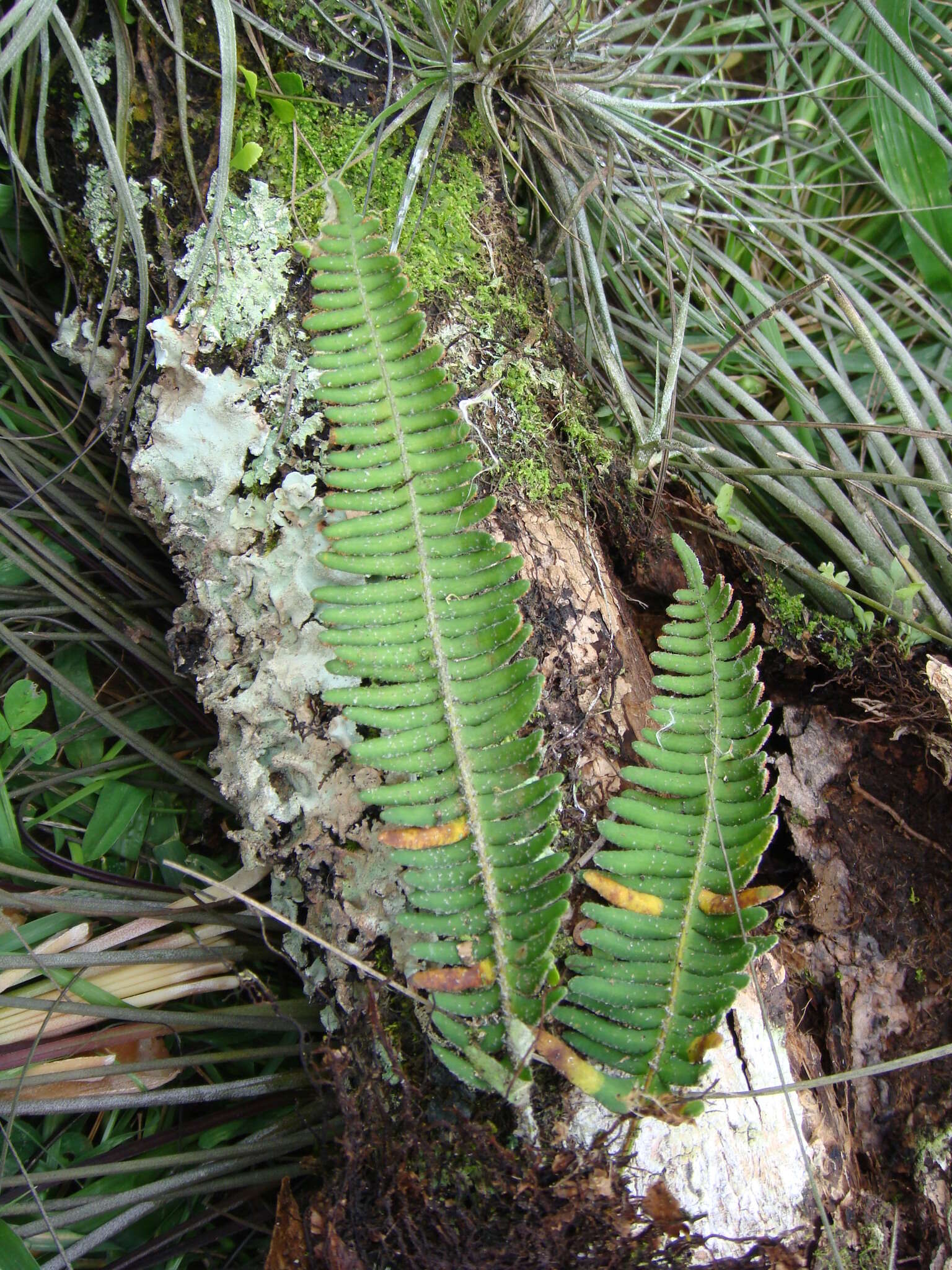 Image of Pleopeltis furfuracea (Schltdl. & Cham.) A. R. Sm. & Tejero