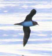 Image of Atlantic Petrel