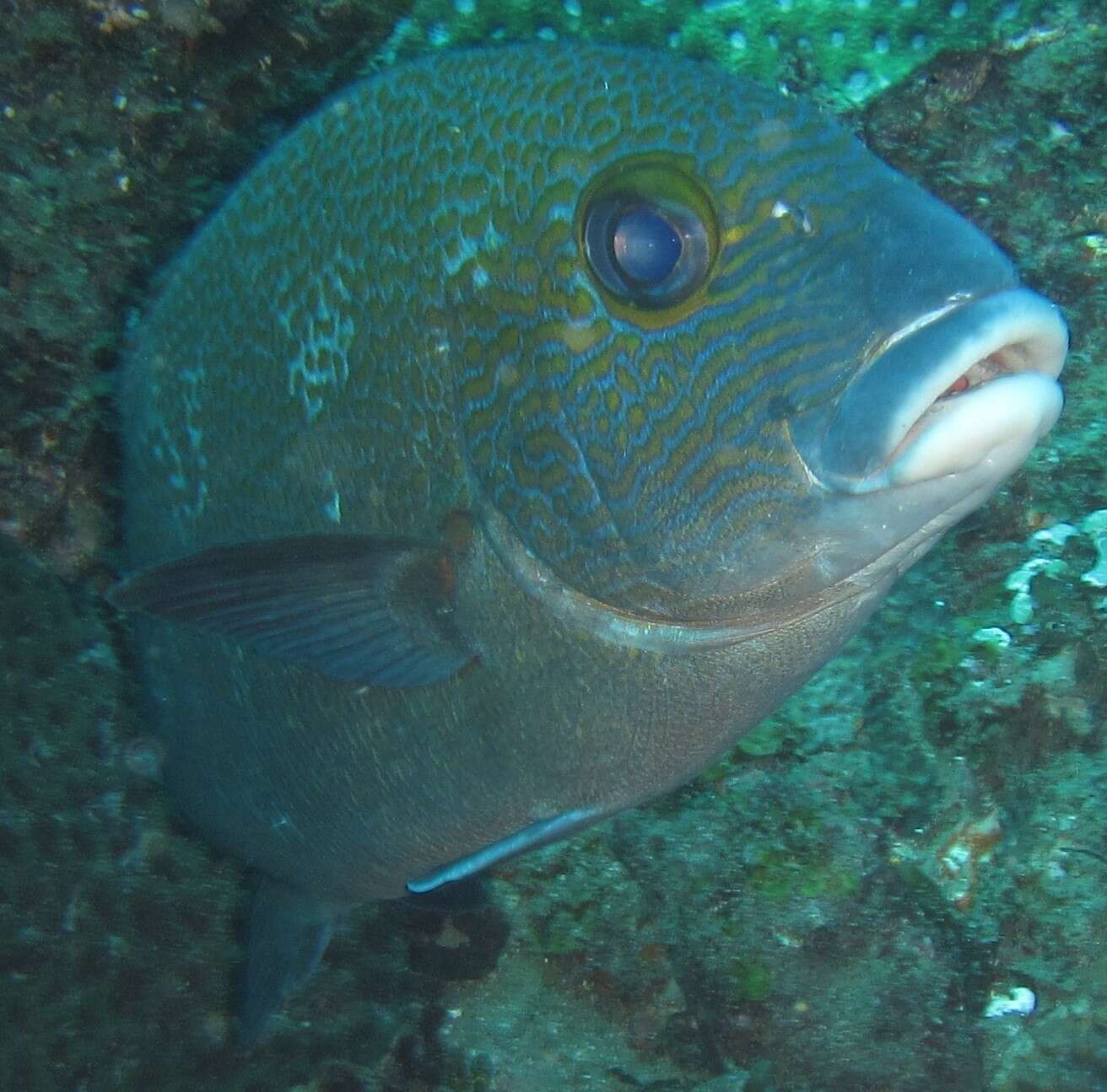 Image of Lemon sweetlips