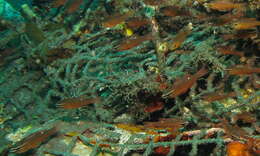 Image of Moluccan cardinalfish