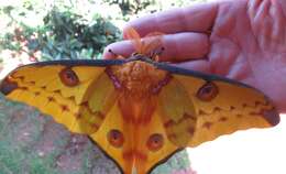 Image of comet moth