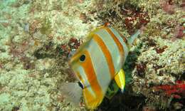 Image of Banded Longsnout Butterflyfish