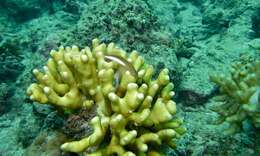 Image of Arc-eye Hawkfish