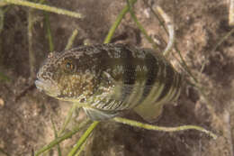 Image de Amblygobius sphynx (Valenciennes 1837)