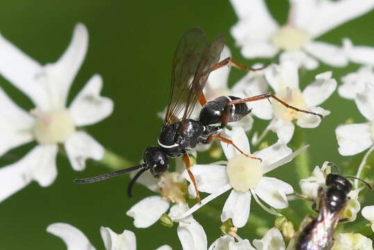 Image of Spider wasp