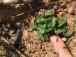 Image of Oxalis commutata Sond.