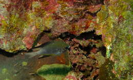 Image of White-belly damsel
