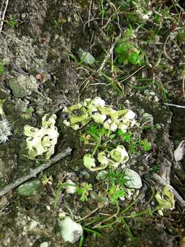 Image of Resurrection lichen