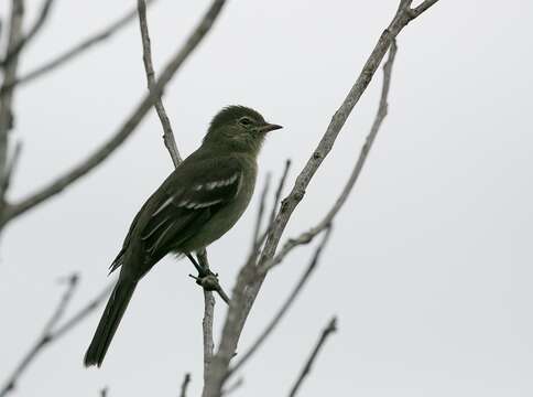 Image of Olivaceous Elaenia