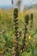 Image of Euphrasia pectinata Ten.