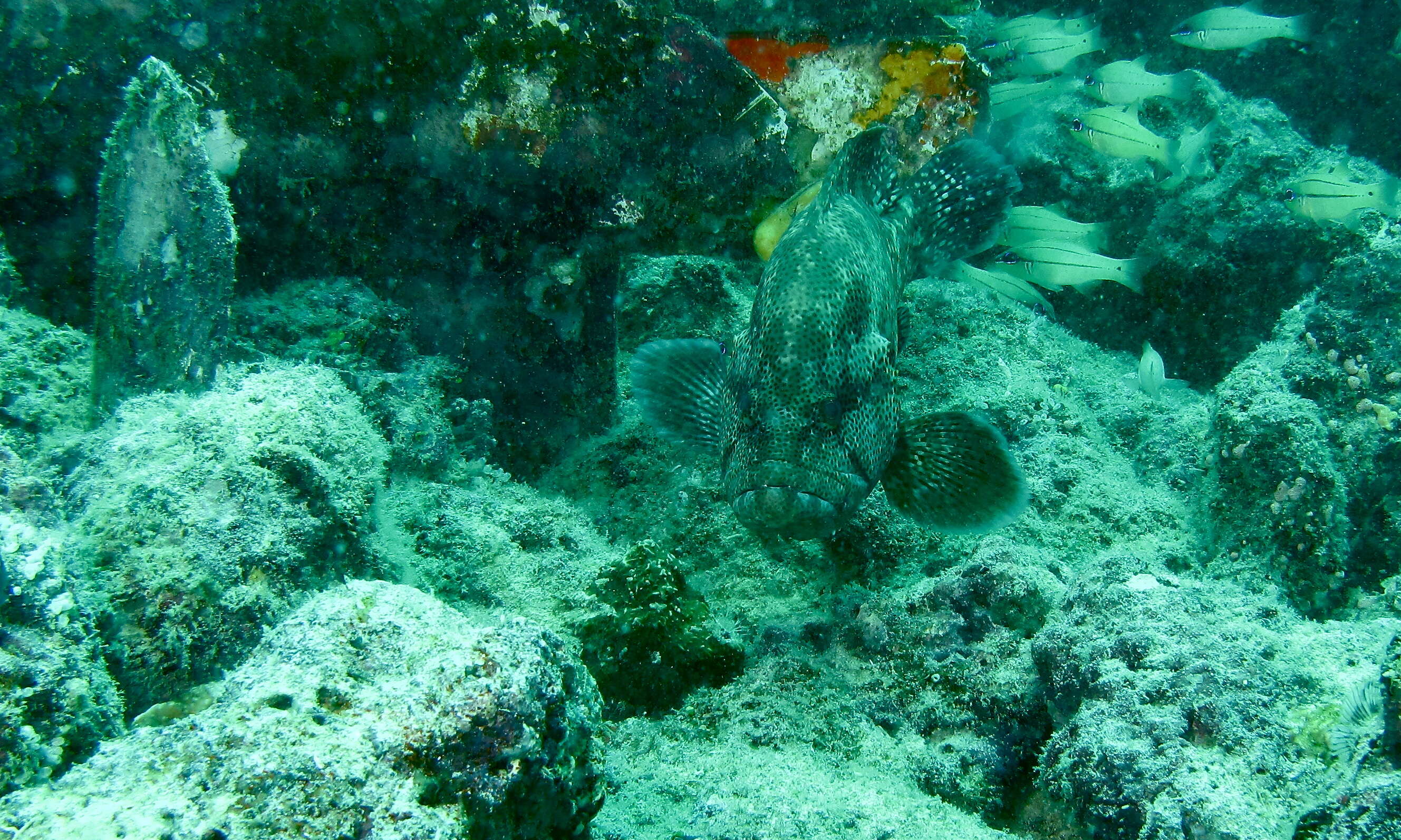 Image of Brown-marbled Grouper