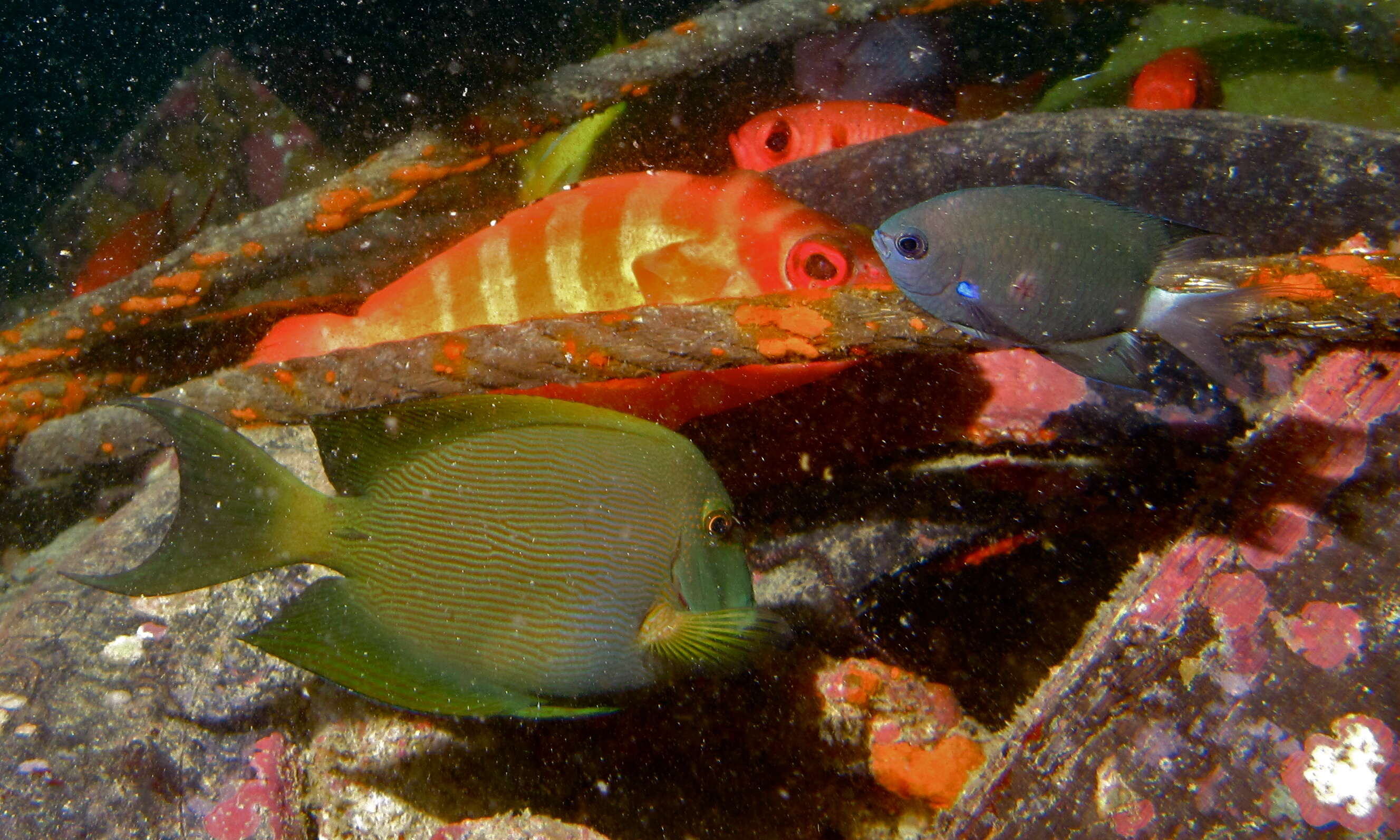 Image of Bristle-toothed Surgeonfish