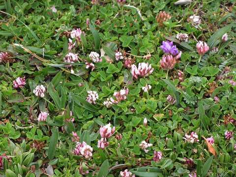 Image of Trifolium thalii Vill.