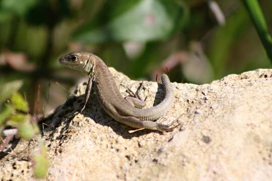 Image of Balkan Green Lizard