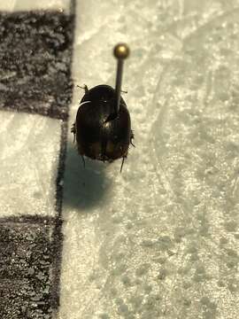 Image of Dung beetle