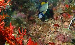 Image of Angelfish