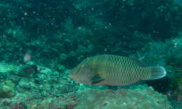 Image of Giant Wrasse