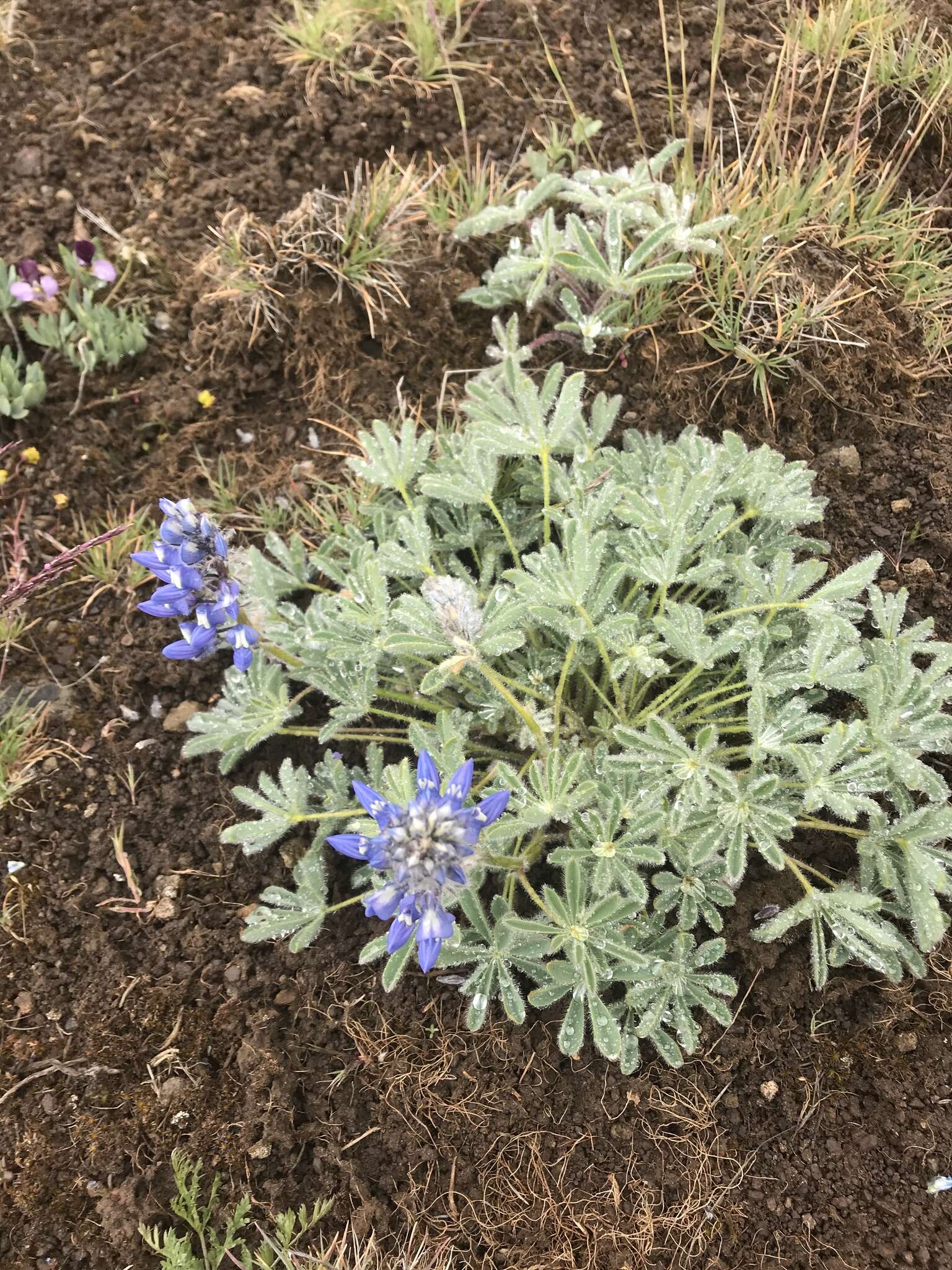 Слика од Lupinus saxosus Howell