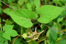 Image of Dictyanthus pavonii Decne.